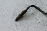 1981 HONDA CM200T CM200 TWINSTAR (#235) REAR BRAKE SWITCH