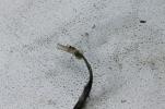 1981 HONDA CM200T CM200 TWINSTAR (#235) REAR BRAKE SWITCH