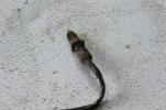 1981 HONDA CM200T CM200 TWINSTAR (#235) REAR BRAKE SWITCH