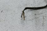 1981 HONDA CM200T CM200 TWINSTAR (#235) REAR BRAKE SWITCH