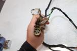 1969 HONDA CL350 MAIN WIRING WIRE HARNESS (HWH10)