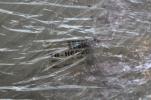HIGHWAY HAWK FRONT FENDER SMALL TIP 16-H60200 (SB31)