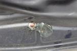 1978 SUZUKI GS550E GS550 GAS TANK FUEL PETROL RESERVOIR (SBGTU105)
