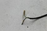 1981 HONDA CM200T CM200 TWINSTAR (#235) HORN WIRE SUB WIRE
