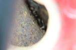 1986 YAMAHA FAZER FZX700 GAS TANK FUEL TANK PETROL TANK RESERVOIR (YTBGU186)